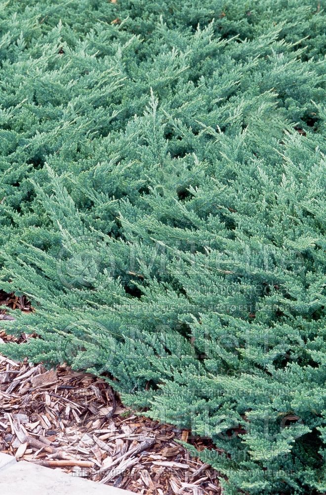 Juniperus Prince of Wale (Juniper conifer) 4