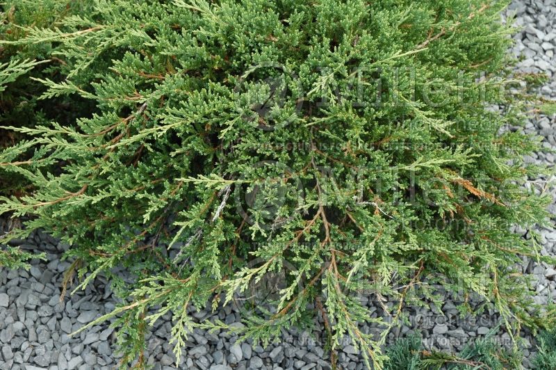 Juniperus Prince of Wale (Juniper conifer) 1