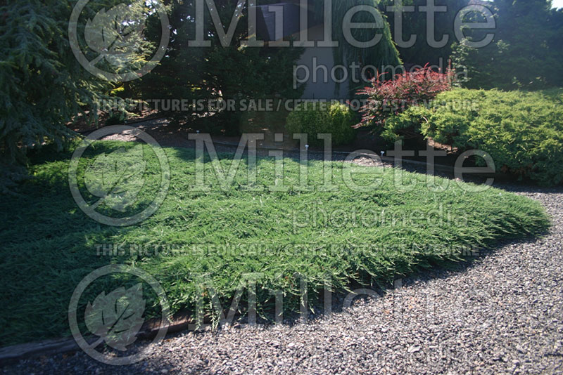 Juniperus Wiltonii (Juniper blue rug conifer) 3