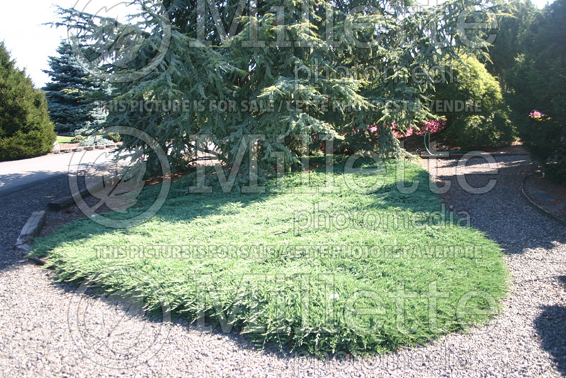 Juniperus Wiltonii (Juniper blue rug conifer) 5