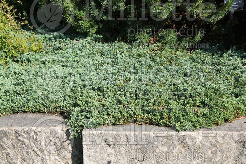 Juniperus Wiltonii (Juniper conifer blue rug) 1