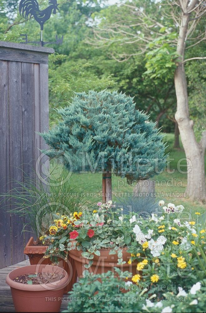 Juniperus Wiltonii Blue Rug Topiary  (Juniper conifer) 20