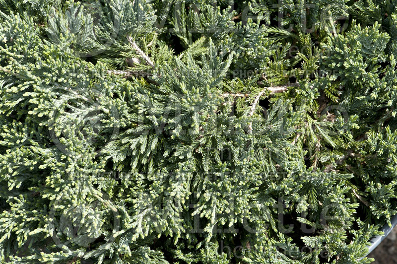 Juniperus Wiltonii (Juniper blue rug conifer) 7