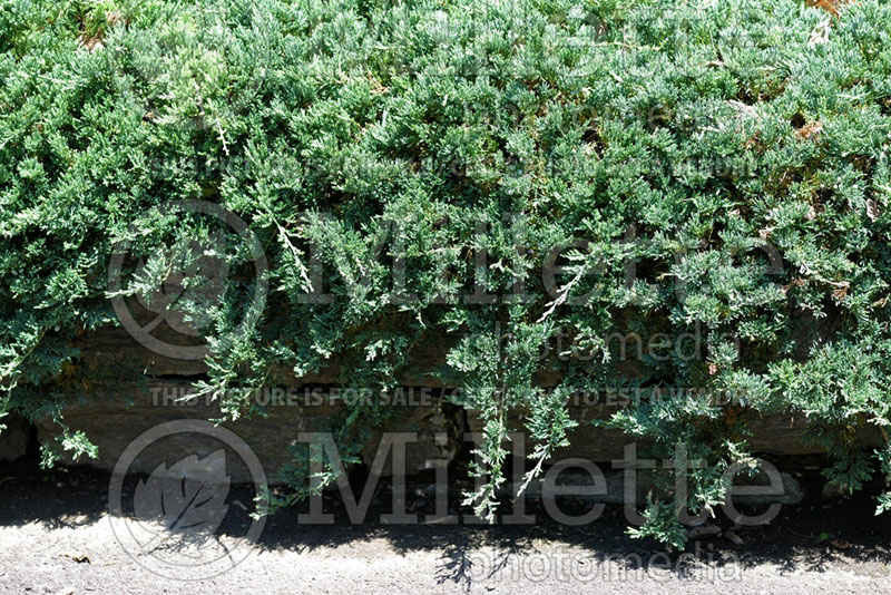 Juniperus Wiltonii (Juniper blue rug conifer) 8