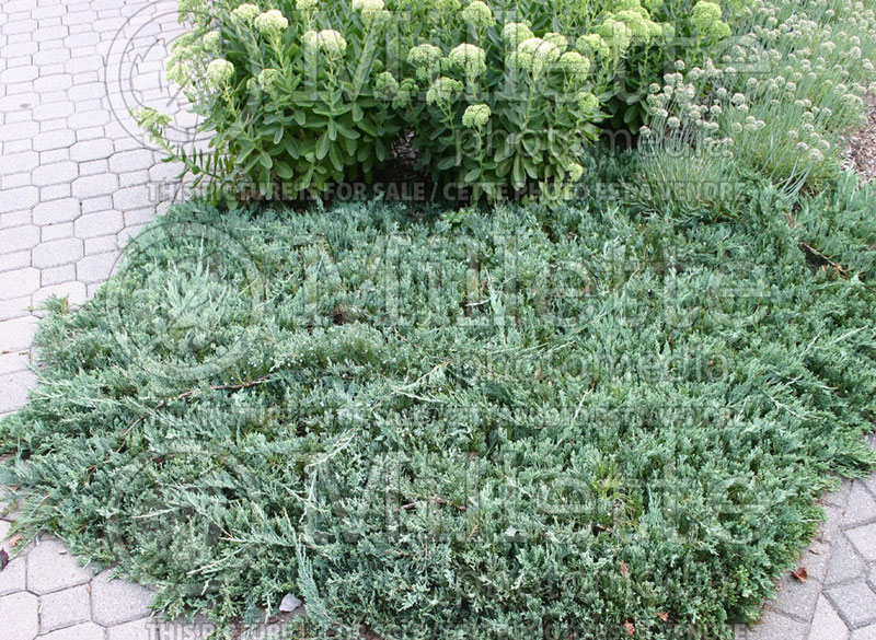 Juniperus Wiltonii (Juniper blue rug conifer) 10