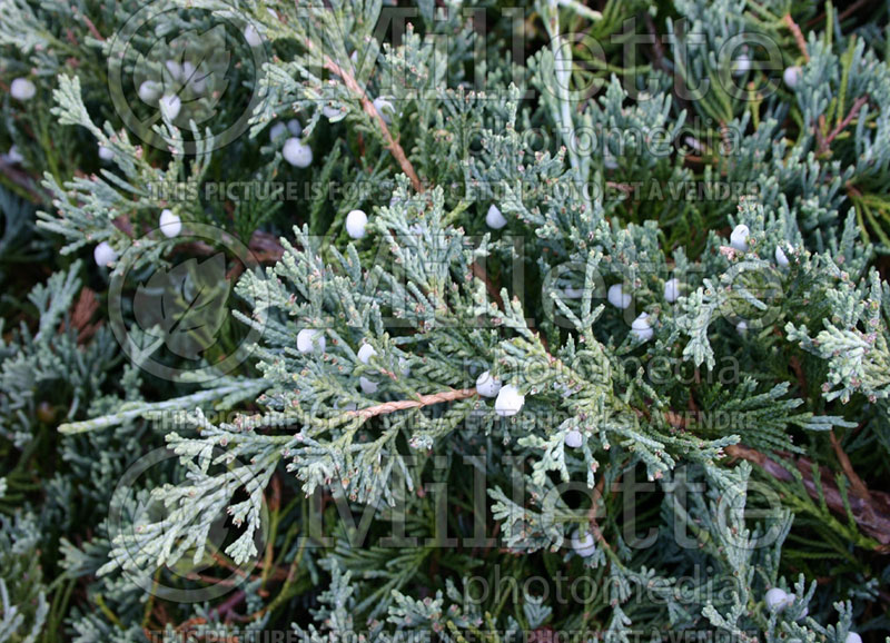 Juniperus Wiltonii (Juniper blue rug conifer) 11