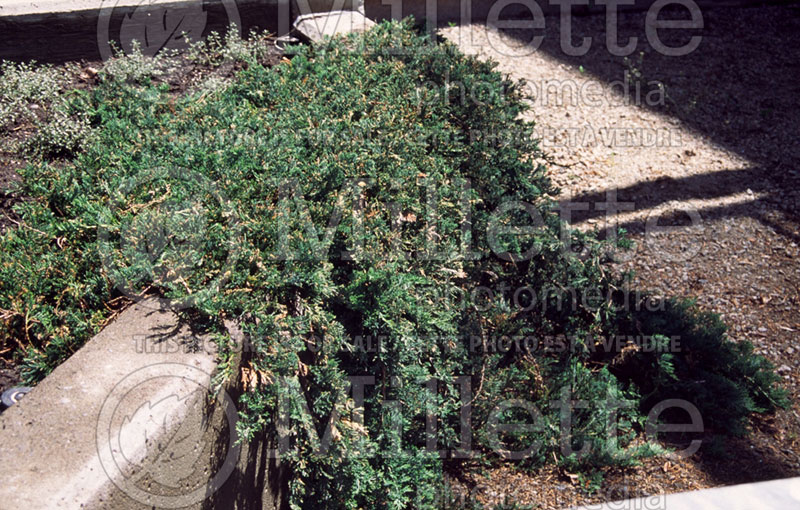 Juniperus Wiltonii (Juniper blue rug conifer) 13