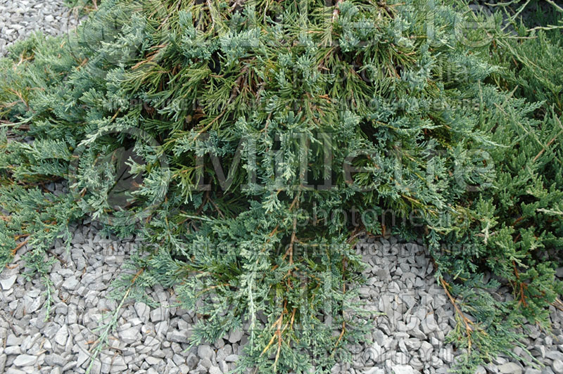 Juniperus Wiltonii (Juniper blue rug conifer) 6