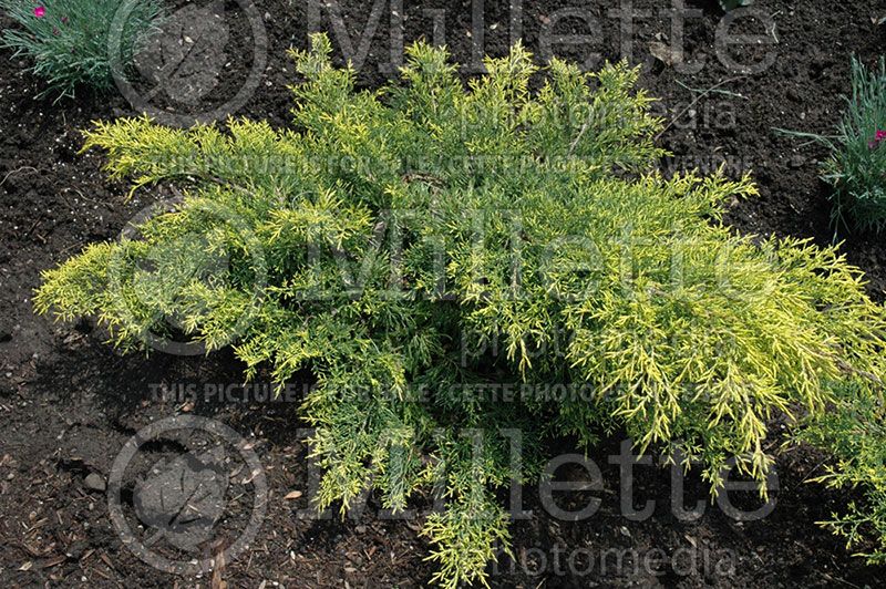 Juniperus Aurea Gold Lace (Juniper conifer)  1