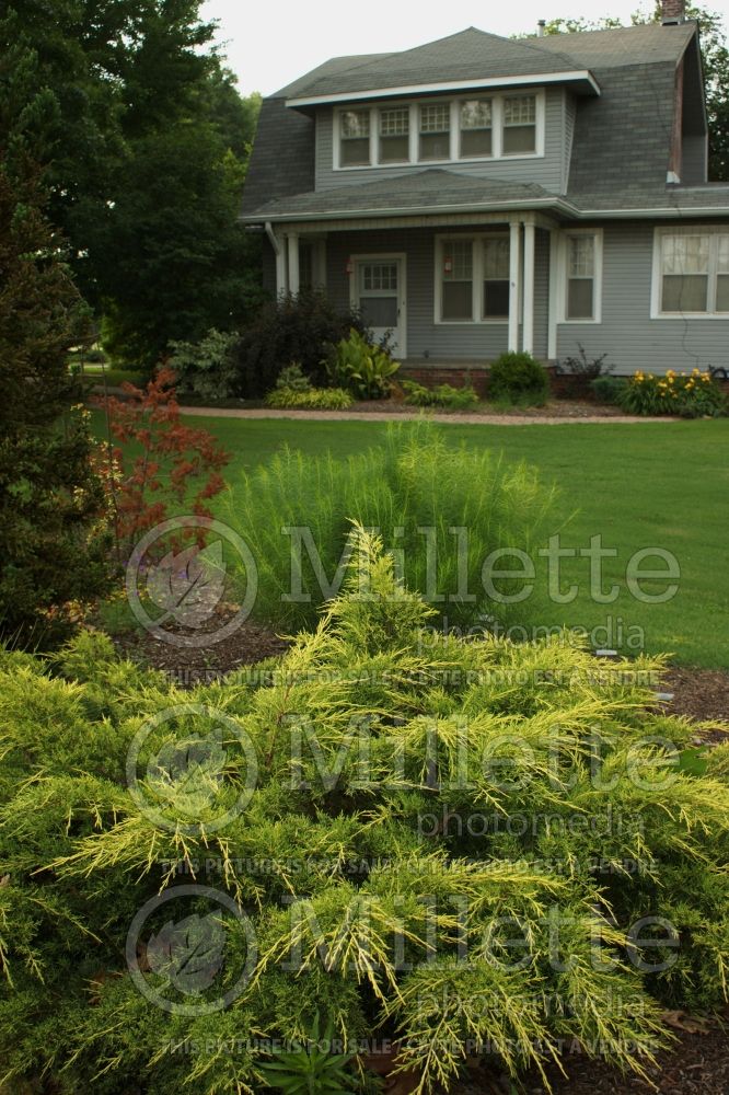 Juniperus Old Gold (Juniper conifer) 7