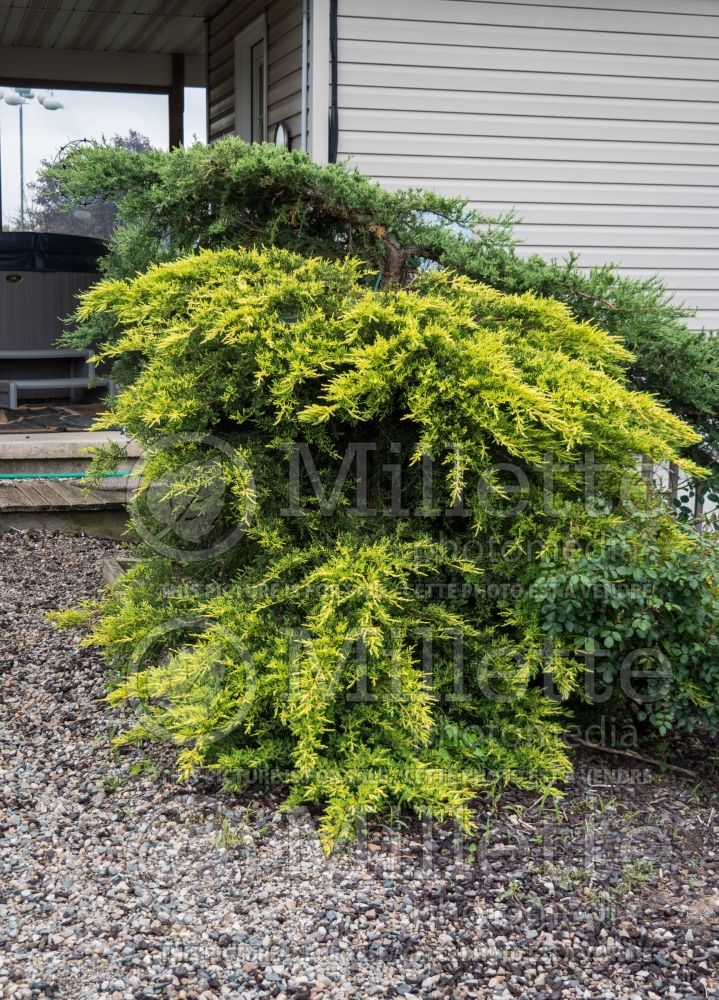 Juniperus Daub's Frosted (Juniper conifer) 2 