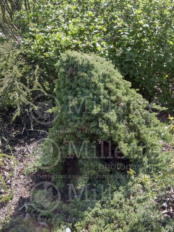 Juniperus Green Mound (Juniper conifer) 1