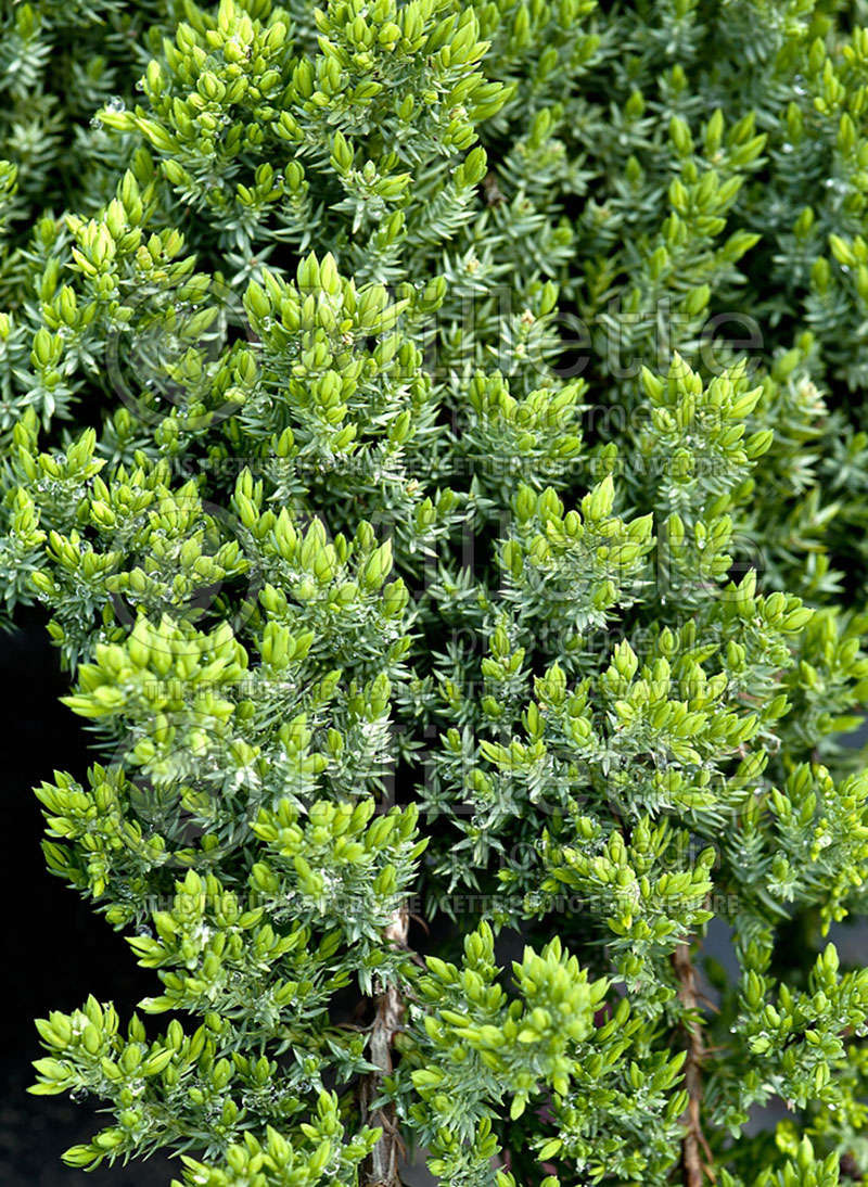 Juniperus Nana (Juniper conifer) 2