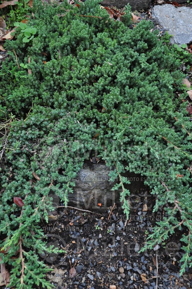 Juniperus Nana (Juniper conifer) 3