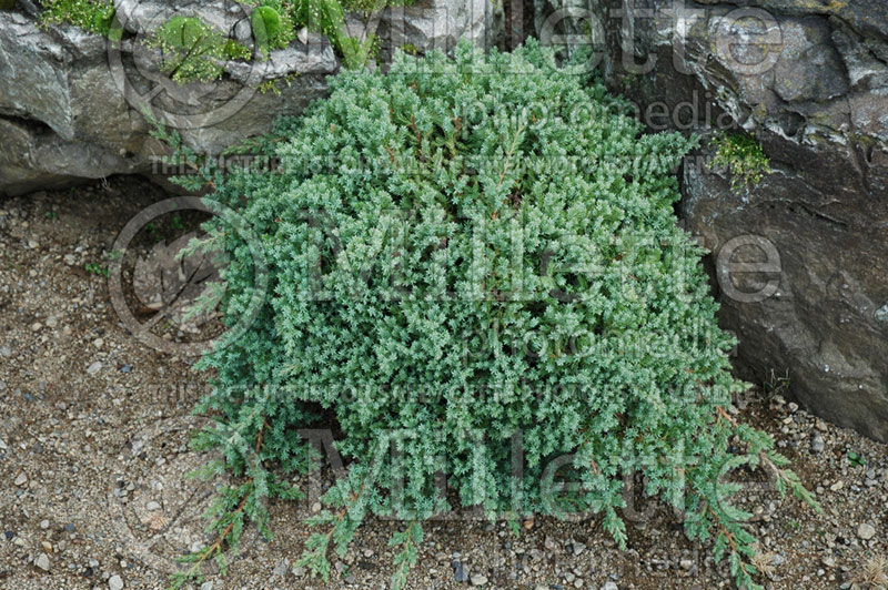 Juniperus Nana (Juniper conifer) 9