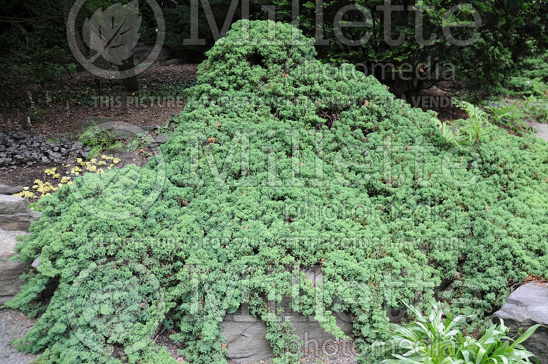 Juniperus Nana (Juniper conifer) 10