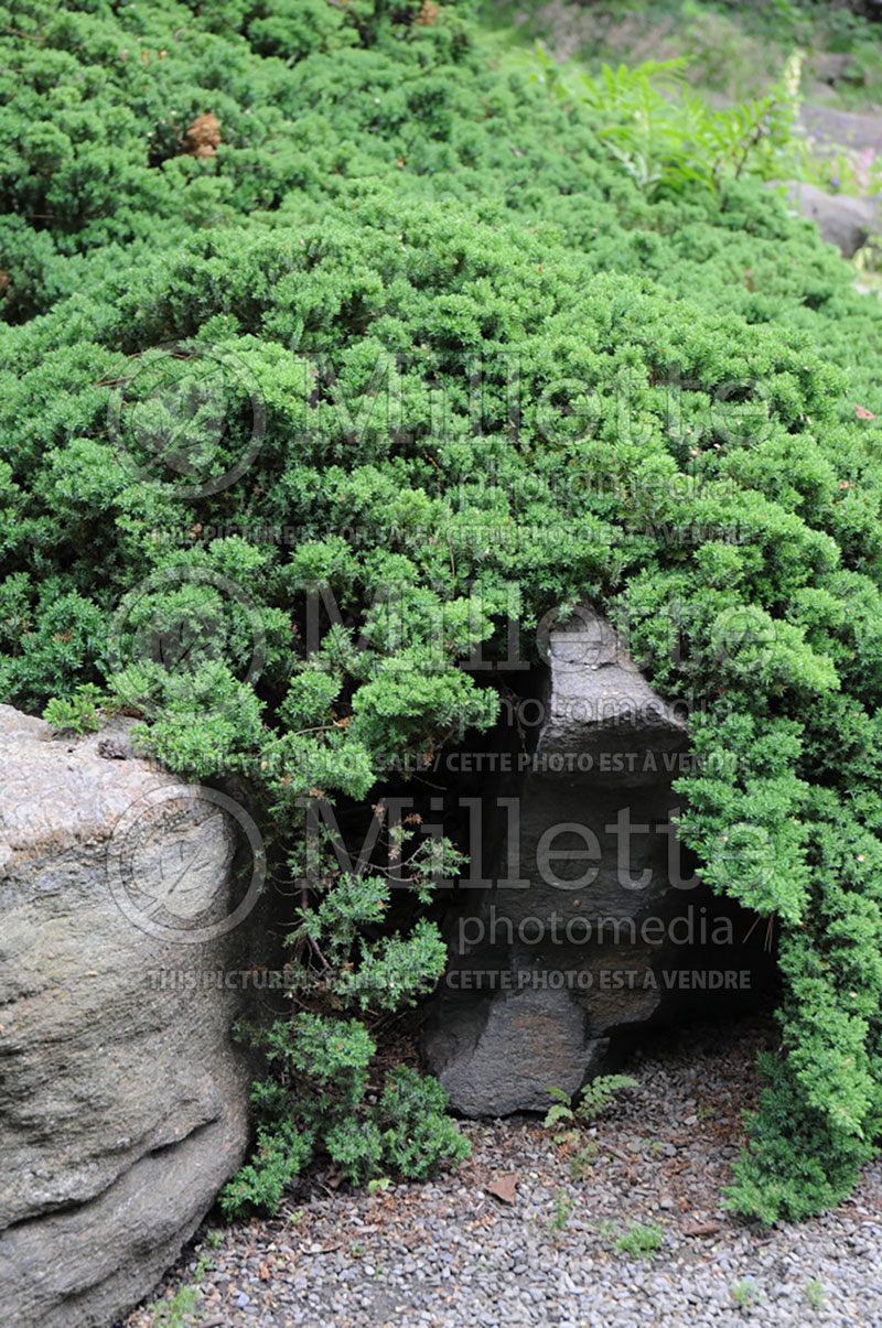 Juniperus Nana (Juniper conifer) 12