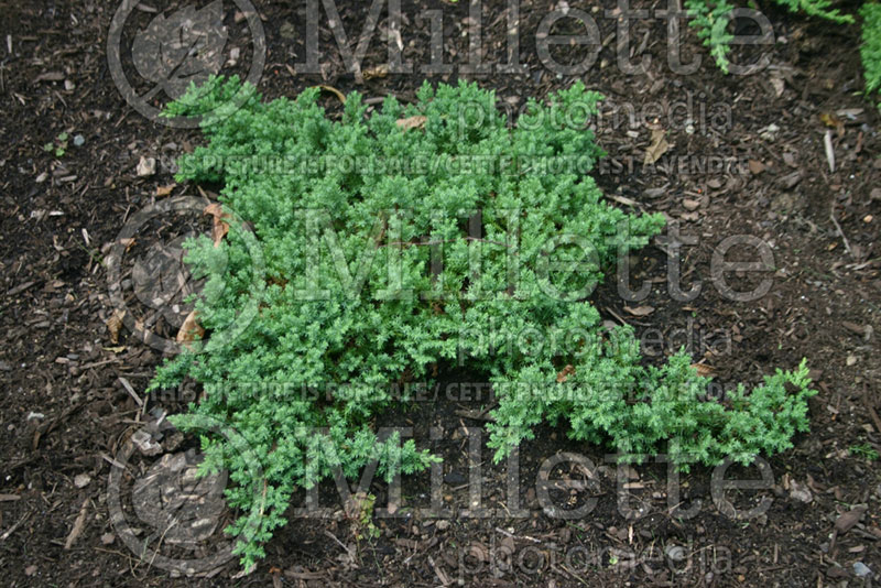 Juniperus Nana (Juniper conifer) 17