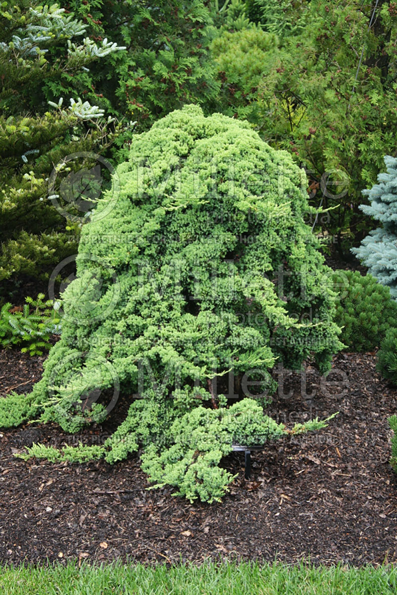 Juniperus Nana (Juniper conifer) 18