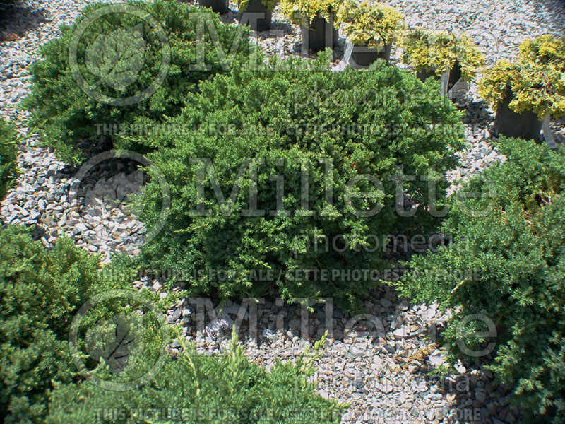 Juniperus Nana (Juniper conifer) 19