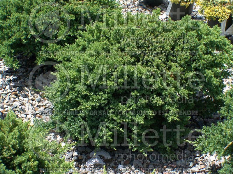 Juniperus Nana (Juniper conifer) 20