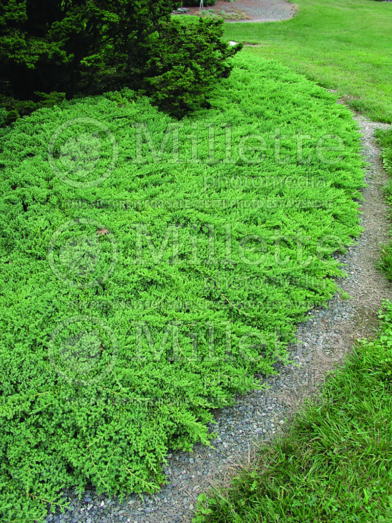 Juniperus Nana (Juniper conifer) 21