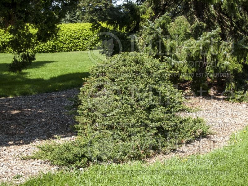 Juniperus procumbens (Juniper conifer) 1