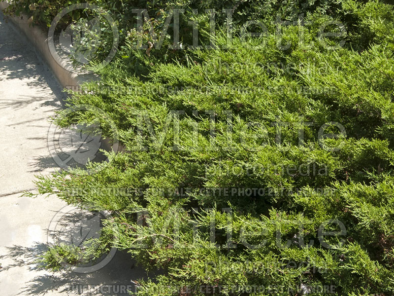 Juniperus Arcadia (Juniper conifer) 2