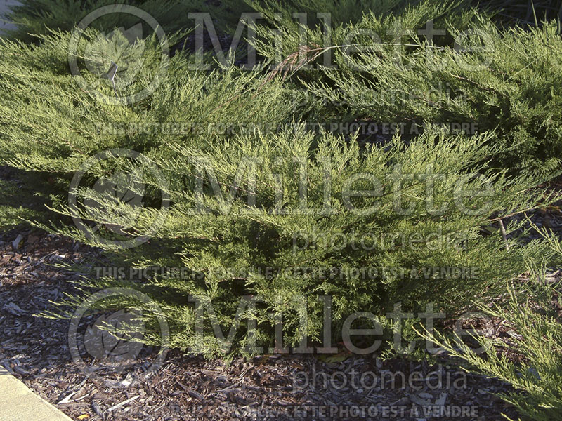 Juniperus Arcadia (Juniper conifer) 3