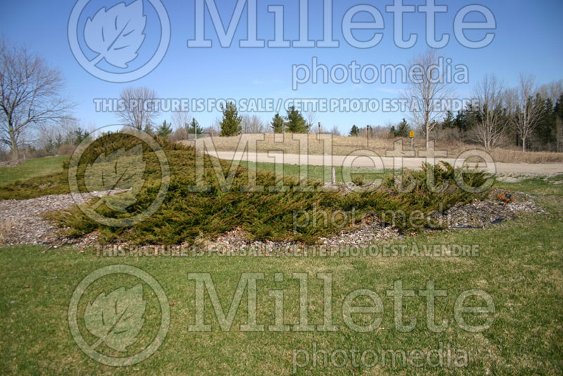 Juniperus Arcadia (Juniper conifer) 5