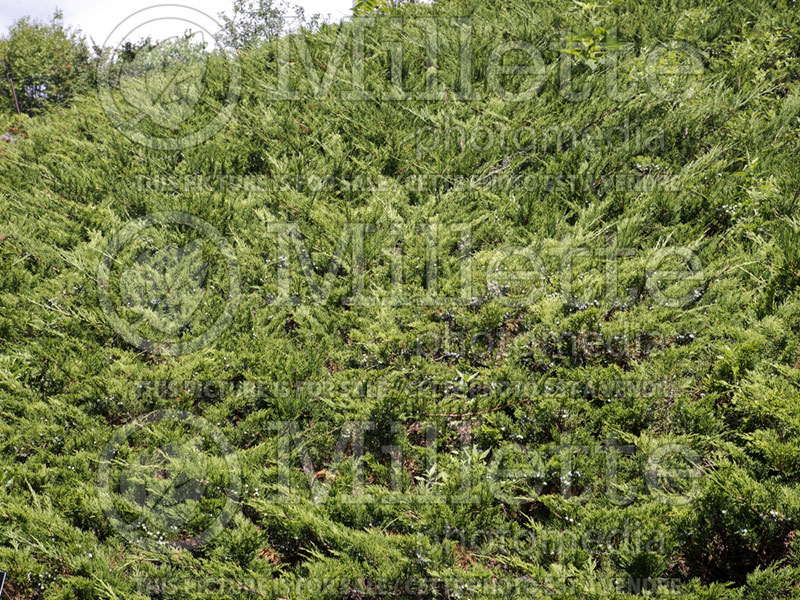 Juniperus Buffalo (Juniper conifer) 1