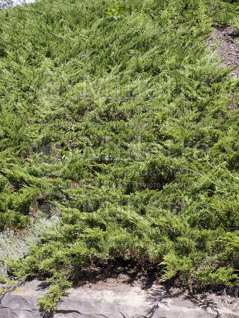 Juniperus Buffalo (Juniper conifer) 3