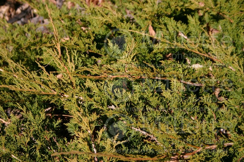 Juniperus Buffalo (Juniper conifer) 5