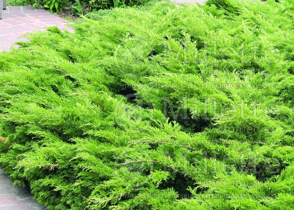 Juniperus Buffalo (Juniper conifer) 6