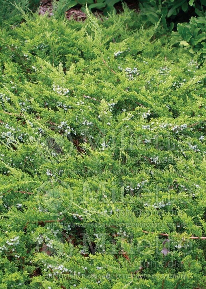 Juniperus Buffalo (Juniper conifer) 7