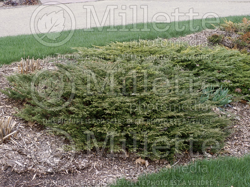 Juniperus Calgary Carpet (Juniper conifer) 1