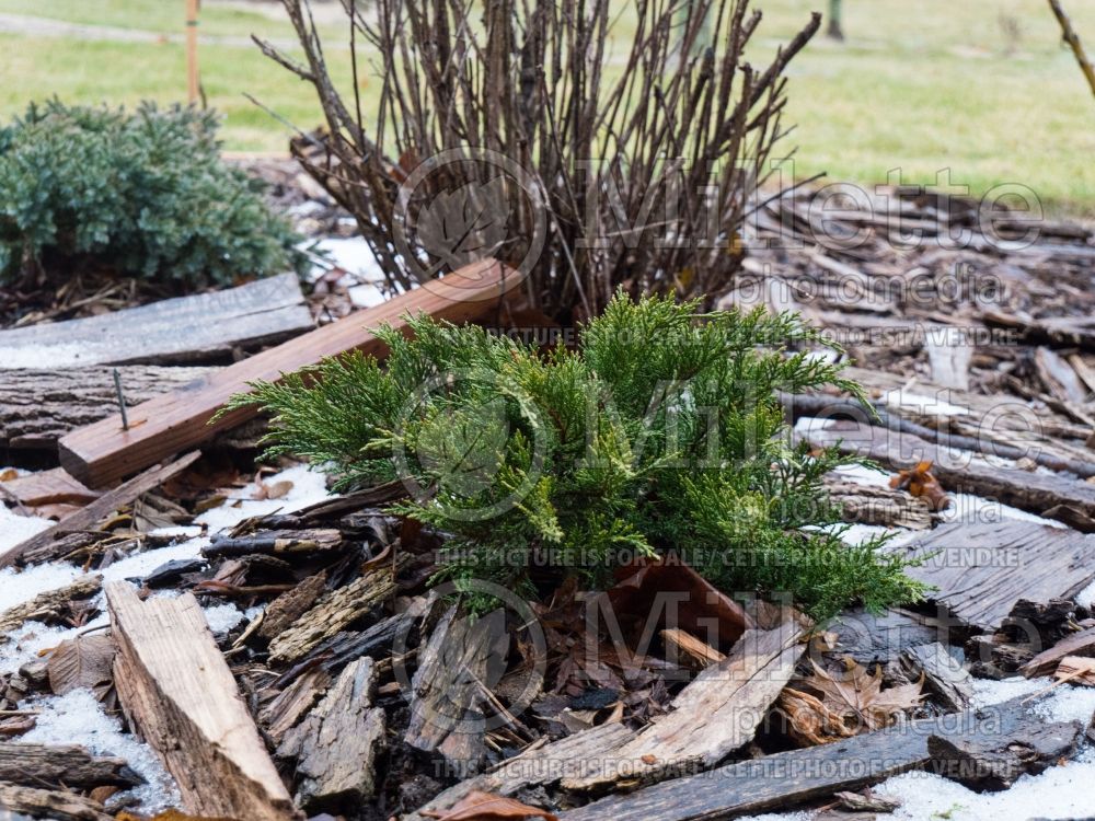 Juniperus Monard aka Moor-Dense (Juniper conifer) 2