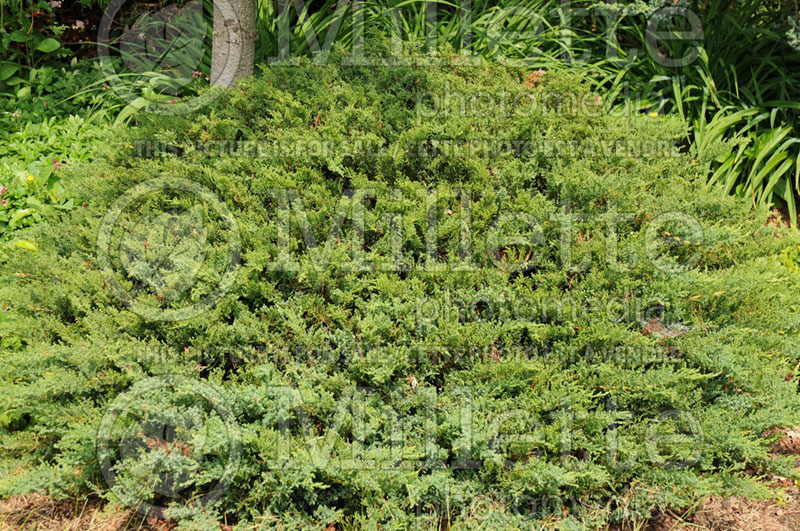 Juniperus Monard or Moor-Dense (Juniper conifer) 1
