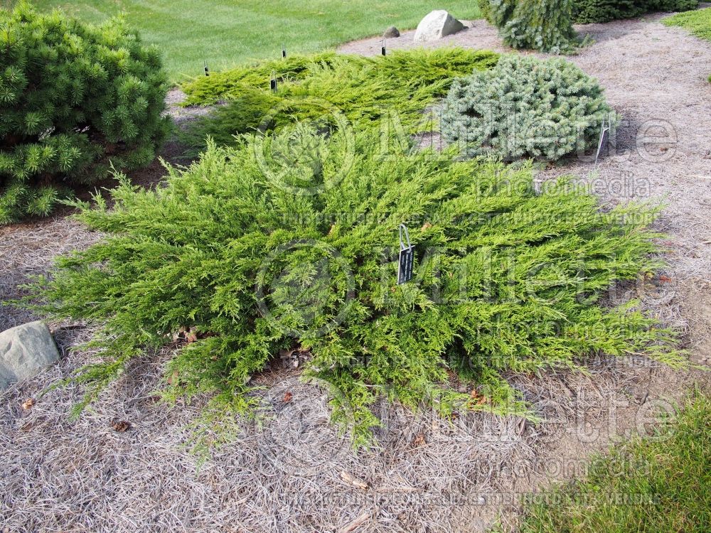 Juniperus Monna (Juniper conifer) 2