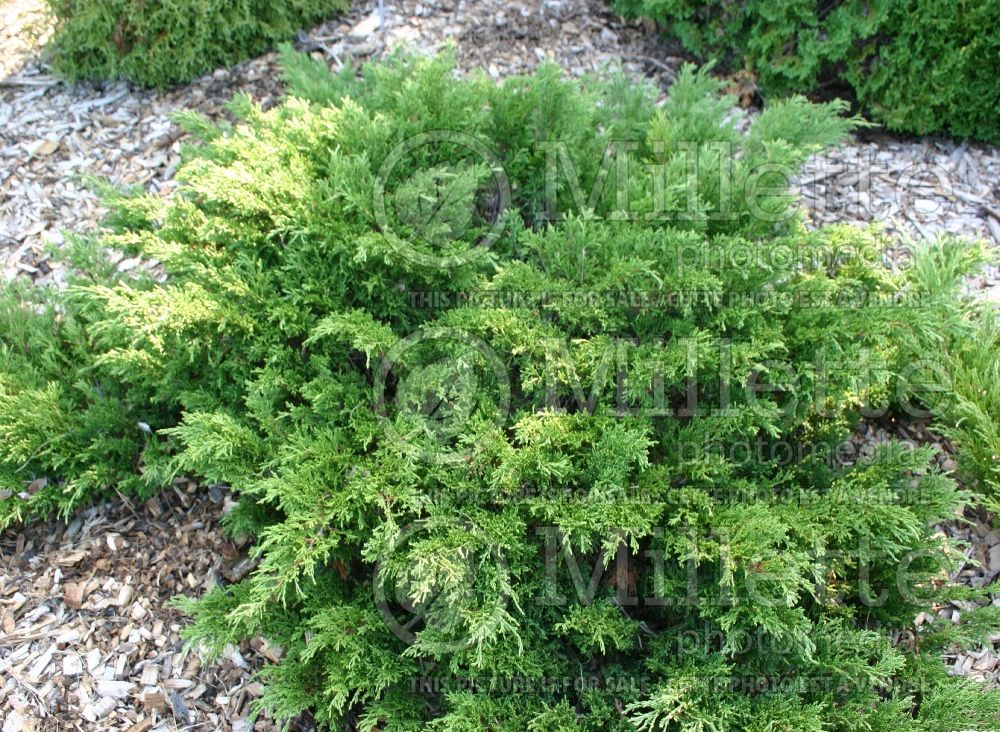 Juniperus Monna (Juniper conifer) 1