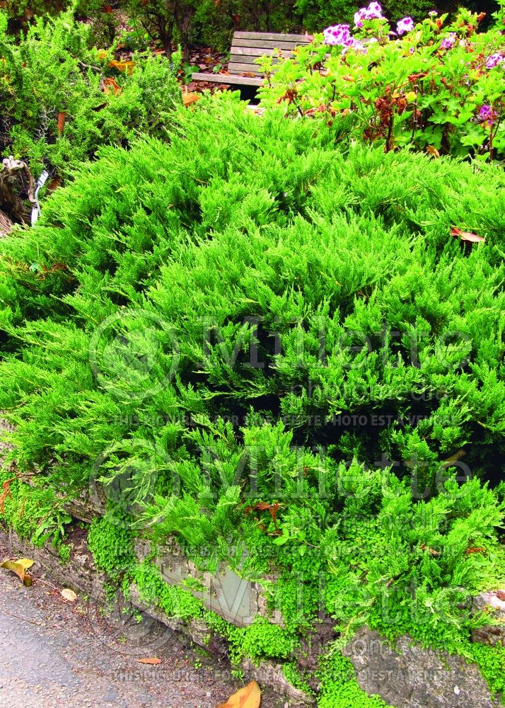 Juniperus Tamariscifolia (Juniper conifer) 1