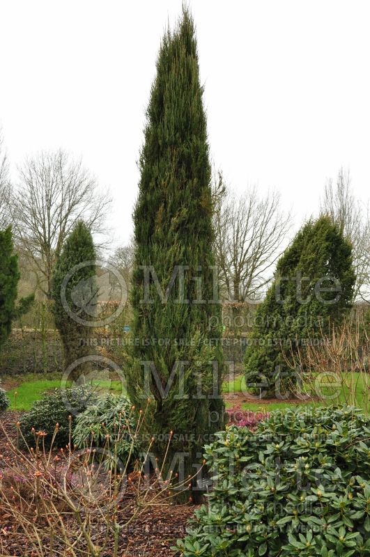 Juniperus Blue Arrow (Juniper conifer) 4