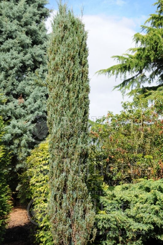 Juniperus Blue Arrow (Juniper conifer) 7