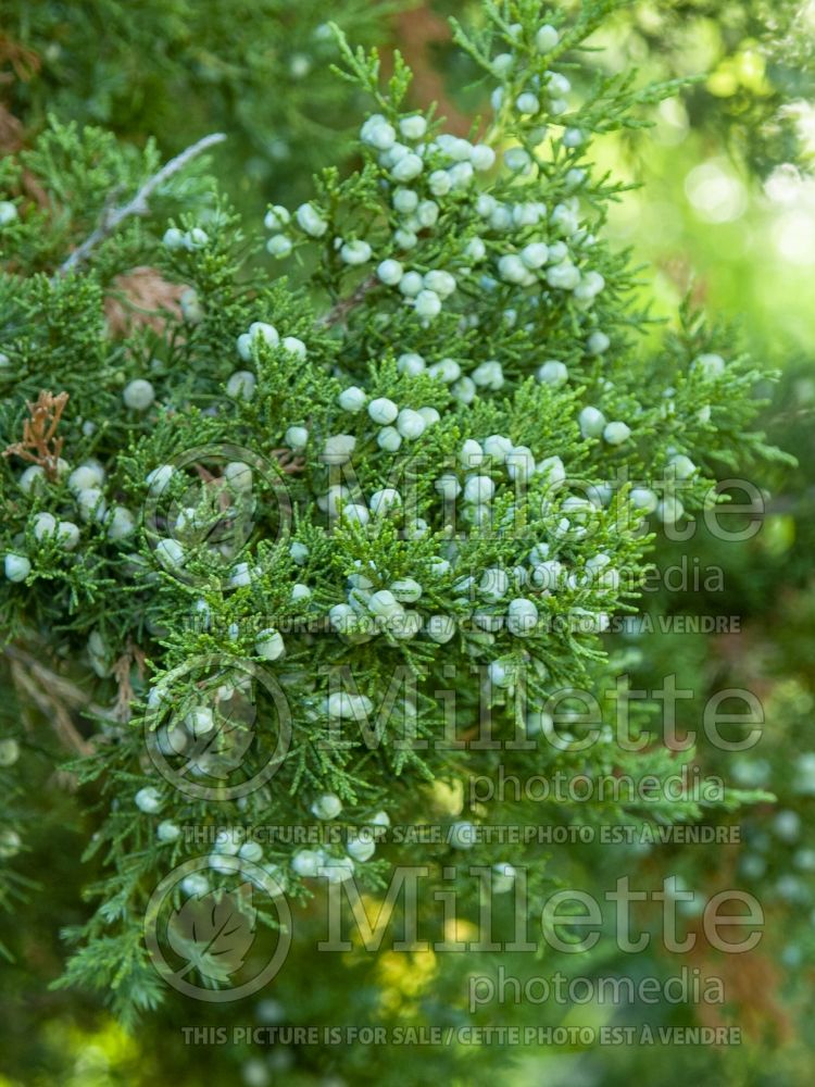 Juniperus Montana Green (Juniper conifer) 2