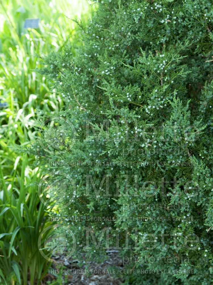 Juniperus Montana Green (Juniper conifer) 3