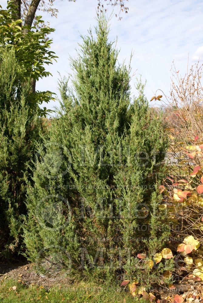 Juniperus Montana Green (Juniper conifer) 1