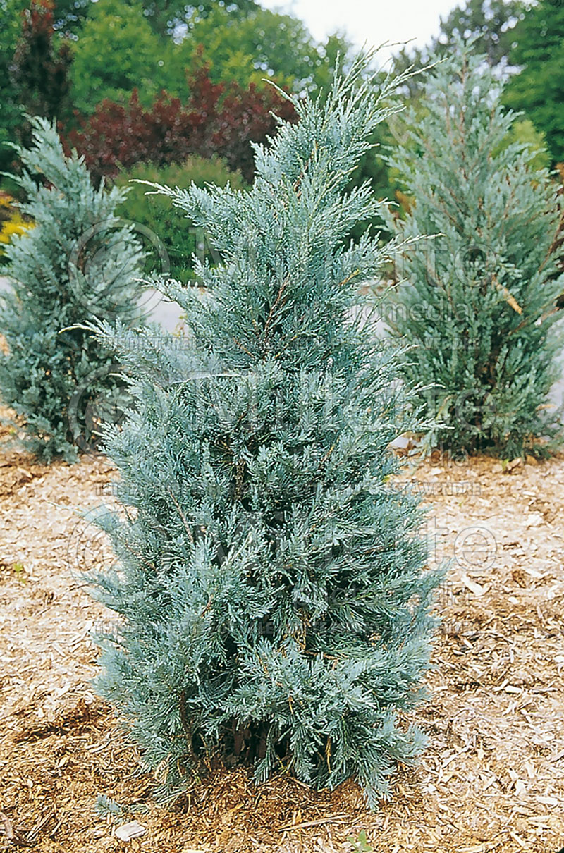 Juniperus Moonglow (Juniper conifer) 1