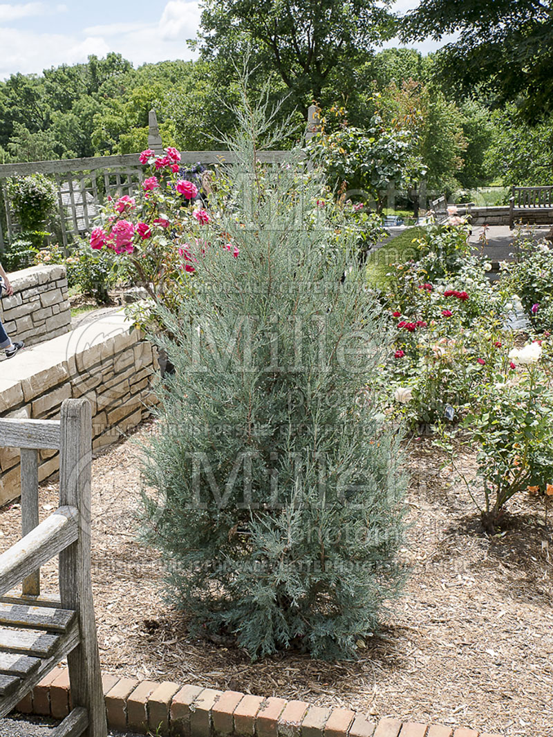 Juniperus Sky High (Juniper conifer) 1