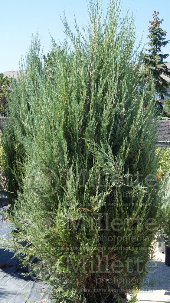 Juniperus Skyrocket (Juniper conifer) 3