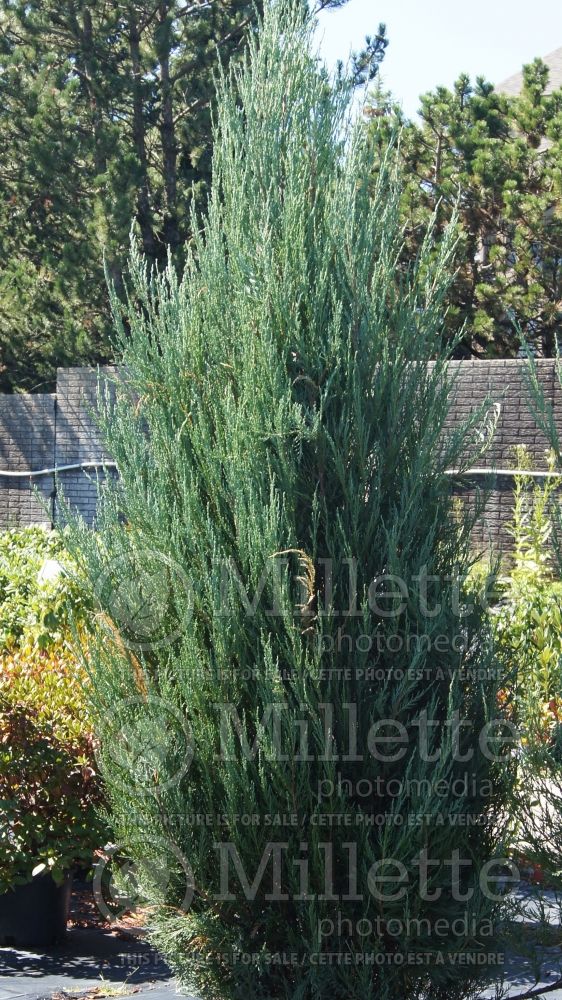 Juniperus Skyrocket (Juniper conifer) 2